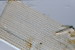 Climacosira