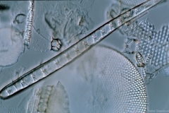 Climacosphenia