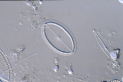 Cocconeis