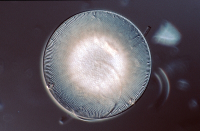 Coscinodiscus jonesianus v. com.
