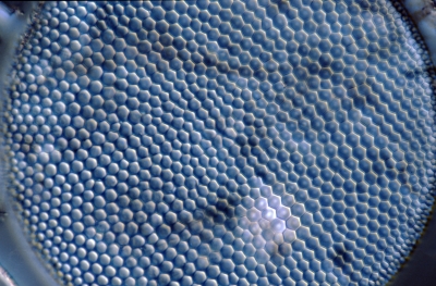 Coscinodiscus radiatus