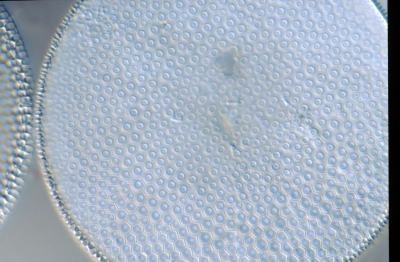 Coscinodiscus argus