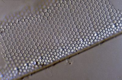 Coscinodiscus wailesii