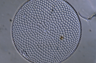 Coscinodiscus argus