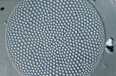 Coscinodiscus argus