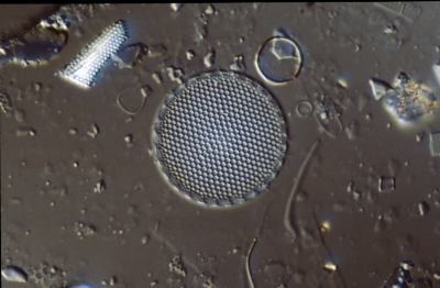 Coscinodiscus lineatus
