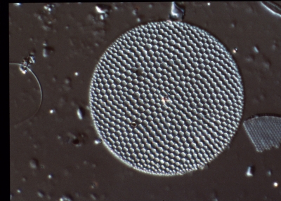 Coscinodiscus lineatus