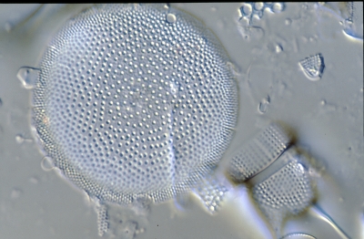 Coscinodiscus nitidus