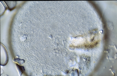 Coscinodiscus nitidus