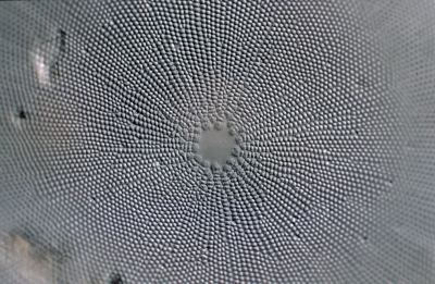Coscinodiscus concinnus