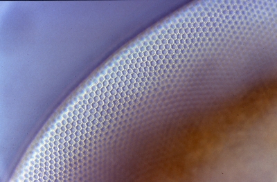 Coscinodiscus concinnus