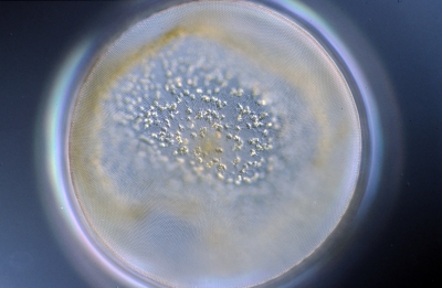 Coscinodiscus concinnus