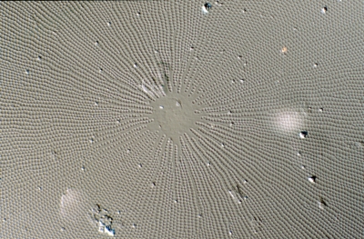 Coscinodiscus wailesii?