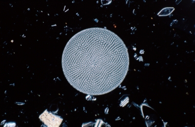 Coscinodiscus curvulatus