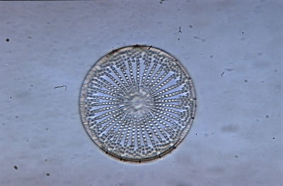 Coscinodiscus bathyomphalus