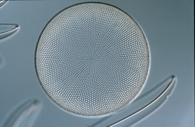 Coscinodiscus spec.