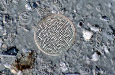 Coscinodiscus spec.