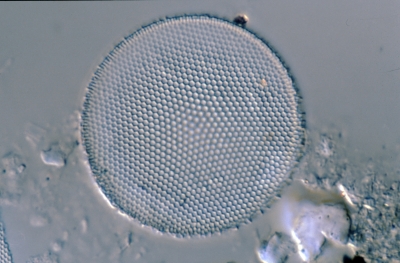 Coscinodiscus eccentricus