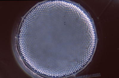 Coscinodiscus excentricus