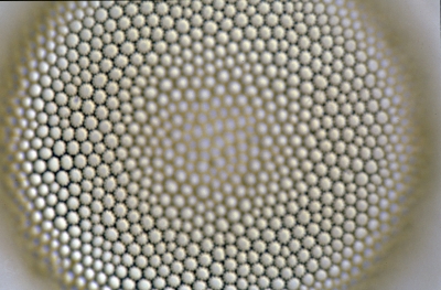 Coscinodiscus centralis