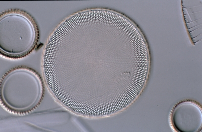 Coscinodiscus rothii
