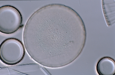 Coscinodiscus rothii