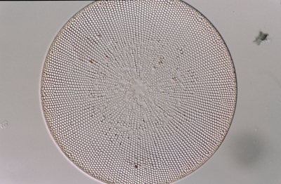 Coscinodiscus perforatus