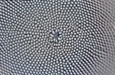 Coscinodiscus oculosiridis?