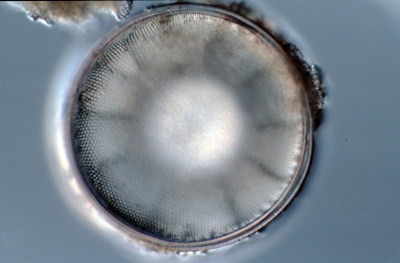 Coscinodiscus spec.