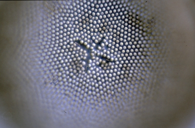 Coscinodiscus spec.