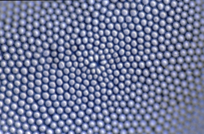 Coscinodiscus oculosiridis?