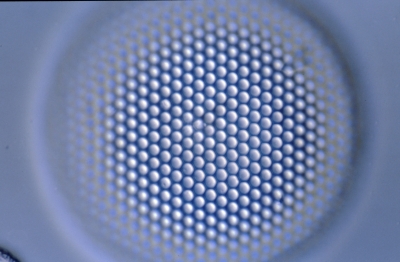 Coscinodiscus spec.