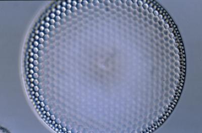 Coscinodiscus spec.
