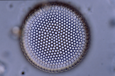 Coscinodiscus robustus