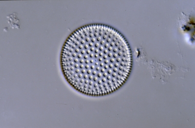 Coscinodiscus nitidus