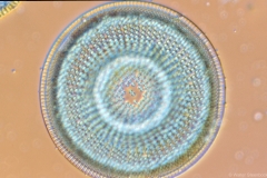 Craspedodiscus