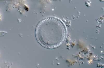 Cyclotella spec.