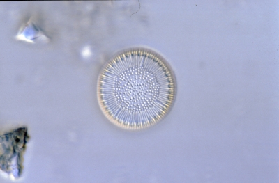 Cyclotella bodanica