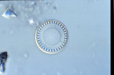 Cyclotella bodanica
