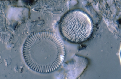 Cyclotella meneghiniana