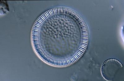 Cyclotella striata