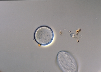 Cyclotella krammeri