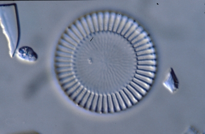 Cyclotella meneghiniana