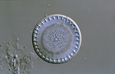 Cyclotella radiosa