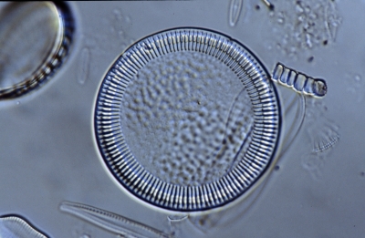 Cyclotella striata