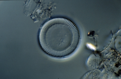 Cyclotella meneghiniana