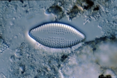 Delphineis