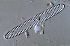 Dimerogramma
