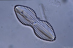 Diploneis