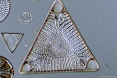 Entogonia